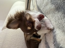 。めろ。*ちゃんのツイート