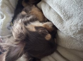 �������*�����Υĥ�����