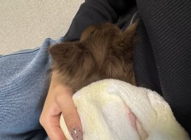 �������*�����Υĥ�����