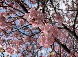 #���*�ܡ������Υĥ�����