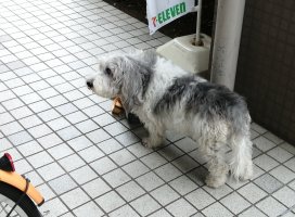 ���ޤ�����Υĥ�����