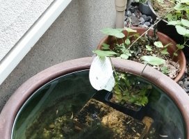 こまりちゃんのツイート