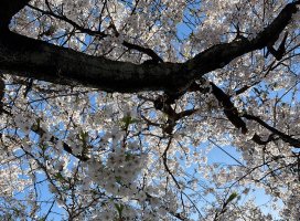 ���Ҥʤ����Υĥ�����