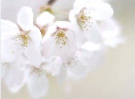 ������✫�Ĥ����Υĥ�����