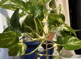 ������✫�Ĥ����Υĥ�����