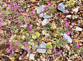 ������✫�Ĥ����Υĥ�����