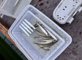 ������✫�Ĥ����Υĥ�����