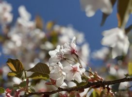 �Ҥ��*�������Υĥ�����