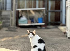 �ޤߤ����Υĥ�����