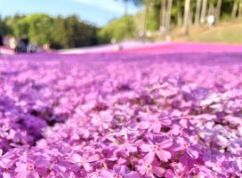 ��ʤ����Υĥ�����