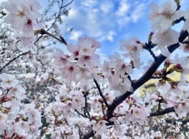 ゆなちゃんのツイート