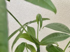 ゆなちゃんのツイート