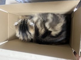 ゆあなちゃんのツイート