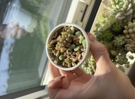 �ʤʤ������Υĥ�����