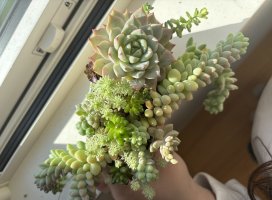 �ʤʤ������Υĥ�����