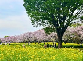 �ߤ�*+�����Υĥ�����