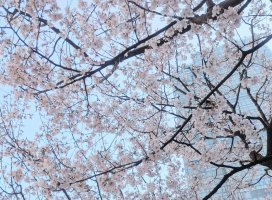 �ߤ��������Υĥ�����