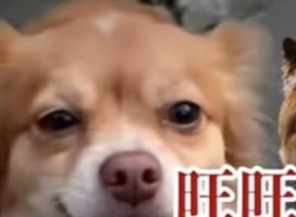 リナちゃんのツイート