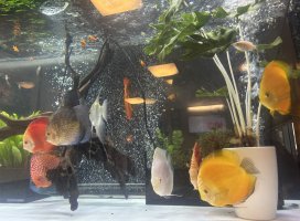 �����ܤ����Υĥ�����