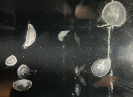 華香ちゃんのツイート