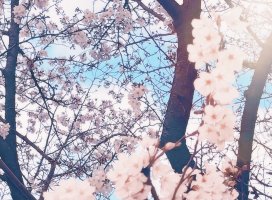 白石 晴美ちゃんのツイート