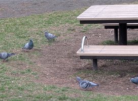 �ꤳ�������Υĥ�����