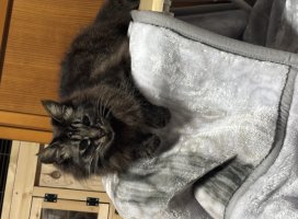 ǭ�Ȥ��������Υĥ�����