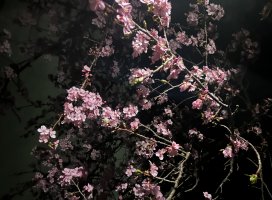 °+このみ。ちゃんのツイート