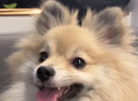 ���椤�����������Υĥ�����