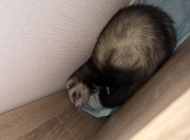 ふみちゃんのツイート
