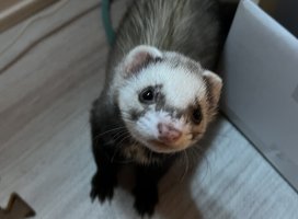 ふみちゃんのツイート