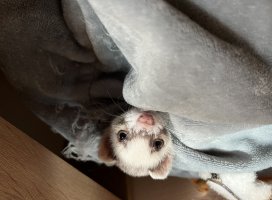 ふみちゃんのツイート