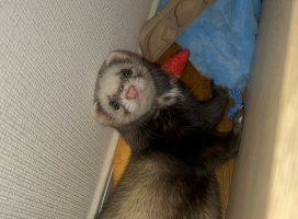 ふみちゃんのツイート