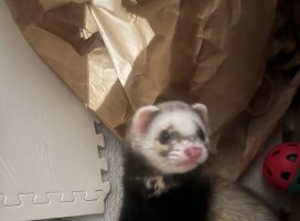 ふみちゃんのツイート