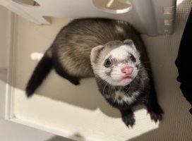 ふみちゃんのツイート