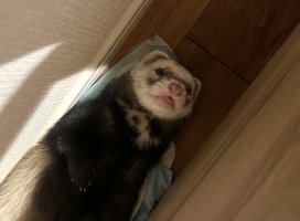 ふみちゃんのツイート