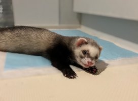 ふみちゃんのツイート