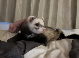 ふみちゃんのツイート