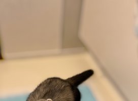 ふみちゃんのツイート