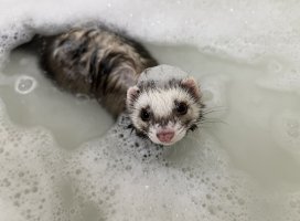 ふみちゃんのツイート