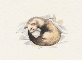 ふみちゃんのツイート