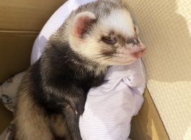 ふみちゃんのツイート