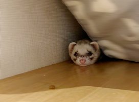 ふみちゃんのツイート