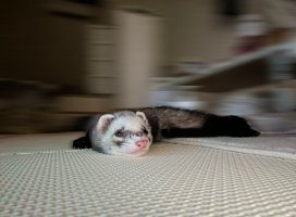 ふみちゃんのツイート