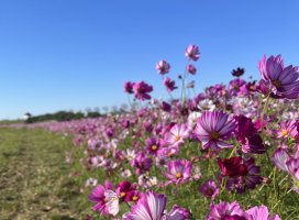 �Τ���*�����Υĥ�����