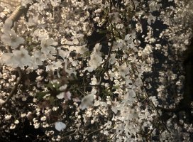 �Ҥޤ�+*�����Υĥ�����