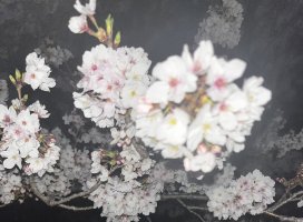 �त��+�����Υĥ�����