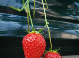 りん。*ちゃんのツイート