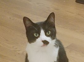 �����Ҥʤ��������Υĥ�����