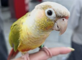 �Ҥᤫ�����Υĥ�����